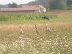 A tutaj sobie przez lornetk� cykn��em :-)