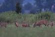 Ci�gle spotykam t� oto rodzink�. Pi�tka m�odych, wszystkie identycznych rozmiar�w.