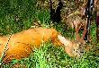 Dewizowy rogacz. Wst�pna wycena ; brutto - 608 g. 6 - latek   