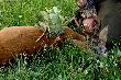 Dewizowe. Kolejny rogacz brutto - 449 g. r�wnie� 6 - latek . W obydwu przypadkach by�em podprowadzaj�cym. Darz B�r.  