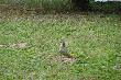 Dziki nie wysz�y, rogacze r�wnie� a tu taki go�� - dzi�cio� zielony (Picus viridis)