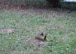 Trzeba si� poprawi� do zdj�cia - dzi�cio� zielony (Picus viridis)
