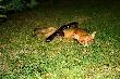 Mia� by� kozio�ek a �e wyszed� rudzielec...