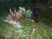 S�aby, ale bardzo wysoki sz�stak. Wysoko�� parostk�w 25cm...