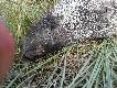 Dzi� by� obfity poranek, Hubert pi�knie darzy� . O 5-tej Przelatkowy ody�czak z blizn� po zaci�ni�ciu na gwi�dzie. 1/3