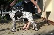 IBIS z Czarciego Uroczyska (Archie Keiviento x Fenka Kajminia) - 5 m-cy