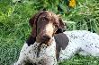 IBIS z Czarciego Uroczyska (Archie Keiviento x Fenka Kajminia) - 5 m-cy