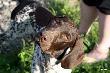 IZIS z Czarciego Uroczyska (Archie Keiviento x Fenka Kajminia) - 5 m-cy