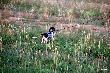 IZIS z Czarciego Uroczyska (Archie Keiviento x Fenka Kajminia) - 5 m-cy