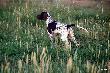 IBIS z Czarciego Uroczyska (Archie Keiviento x Fenka Kajminia) - 5 m-cy