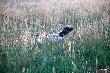IBIS z Czarciego Uroczyska (Archie Keiviento x Fenka Kajminia) - 5 m-cy