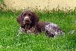 NORTON (Archie Keiviento x Fiona Kajminia) - 2 m-ce