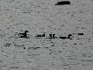 Tracz nurog�, gatunek �owny w Szwecji.
..a samice i m�odzie� maj� czubki du�o wi�ksze.