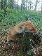 Musia�em go tak u�o�y� bo niestety biedak straci� obydwie stawki przednie przyjmuk�c kule