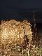 Trzynasty lisek pozyskany trzynastego.Pierwszy dzie� urlopu uwa�am za udany.Darz B�r
