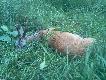Rogacz strzelony przeze mnie w sobot� 11.08.2012 na porannym polowaniu. Wid�ak, wst�pnie oceniony przeze mnie na trzecie poro�e