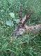 Rogacz strzelony przeze mnie w sobot� 11.08.2012 na porannym polowaniu. Wid�ak, wst�pnie oceniony przeze mnie na trzecie poro�e
