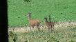 11-08-2012 G�rskie jelenie