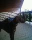 Wy�lica Mike syna Josefa 