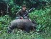 ody�czk strzelony w poniedzia�kowy poranek, wraca� z owsa. strzelany w owsie le�a� 30 krok�w dalej, 2 metry w lesie. na skupie 89 kg.