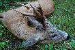 Rogacz z porannego wyj�cia razem z forumowym Siwy86. Darz B�r!