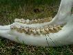 Wiek oceniam na czwarty rok �ycia (III poro�e), co Wy na to?