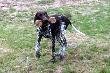 IZMIR z Czarciego Uroczyska (Archie Keiviento x Fenka Kajminia) - 6 m-cy