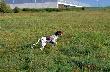 IWO z Czarciego Uroczyska (Archie Keiviento x Fenka Kajminia) - 6 m-cy