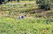 IWO z Czarciego Uroczyska (Archie Keiviento x Fenka Kajminia) - 6 m-cy