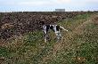 IWO z Czarciego Uroczyska (Archie Keiviento x Fenka Kajminia) - 6 m-cy