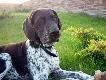 INEZ z Czarciego Uroczyska (Archie Keiviento x Fenka Kajminia) - 6 m-cy