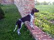 INEZ z Czarciego Uroczyska (Archie Keiviento x Fenka Kajminia) - 6 m-cy
