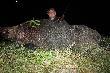 Ksi�yowa sierpniowa noc! Dzie� wze�niej pud�o!!! Obawia�em si�, �e blaser si� przestawi� wi�c pojecha�em odda� strza� do tarczy, okaza�o si�, �e wszystko jest idealnie. Ok pomy�la�em -ale gdzie tu zasi���??? Mimo tego, �e pracy w ci�gu dnia du�o, objecha�em kukurydzki i nic- trudno pomy�la�em, mo�e �ona b�dzie chocia� zadowolona, ale dwa km przed domem przypomnia�o mi si�, �e jest jeszcze jedna zapomniana kukurydza(w szczerym polu,gdzie polujemy na zaj�e)! Po wejsciu do niej moja mina si� zmieni�a gdy zobaczy�em trop dzika! Sprawdzi�em, sk�d wychodzi i usiad�em  kilometr przed kukrydz� na przej�ciu! Po 2,5 godzinej zasiadki przyszed� dzik! By�em przygotowany do strza�u z pastora�u, ale trwa�o to tak szybko, �e po z�apaniu go w lun�te odda�em celny strza� z wolnej r�ki! Trafiem GO idealnie w s�uch! Pad� w ogniu! Waga pokaza�a 144kg! Dzi�ki CI �w. HUBERCIE! 