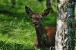 To juz stare zdj�cie. Zaskoczy� mnie kiedy� w lesie. Niestety zdjecie s�abe bo umiej�tno�ci nie takie i sprz�t gorszy by�.