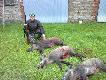 Poranny wyjazd 16.08.12 w �owisko o 4.00 rano i pozyskane 3 przelatki
