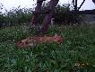 Poszed�em tylko zobaczy� czy ambona stoi a tu rudzielec „moje”;) szaraki t�pi   