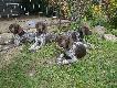 dziewczyny z hodowli Z Hubertowki znad Parsety ( Archie Keiviento x Fiona Kajminia) - Naja, Nessi, Neska, w tle  Nefra