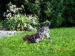 IGO z Czarciego Uroczyska (Archie Keiviento x Fenka Kajminia) - 6 m-cy