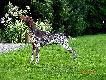 IGO z Czarciego Uroczyska (Archie Keiviento x Fenka Kajminia) - 6 m-cy