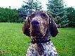 IGO z Czarciego Uroczyska (Archie Keiviento x Fenka Kajminia) - 6 m-cy