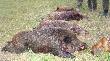 Pokot z go�cinnego polowania na tereneach wodono�nych Wroc�awia. Jest moc!