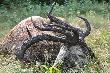 zbli�enie formy poro�a