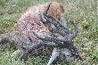 zbli�enie formy poro�a