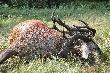 zbli�enie formy poro�a