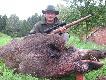 M�j pierwszy a zarazem �yciowy odyniec pozyskany 4.09.2012r. na uprawie kukurydzy. Waga dzika 112kg. Or� wyceniony na br�z. 