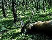 Po�egnanie byka z kniej�.  Wiek byka oceniam na ok. 8 lat. Waga tuszy w skupie 144 kg. Wieniec ok. 6 kg. (Jest to m�j 14-ty byk)