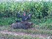 To natomiast kolejny wrze�niowy,, pa�cio '' strzelony podczas rannej zasiadki przy �anie kukurydzy . Waga 105 kg or� 20 cm . Dzi�kuje �w. Hubercie oby Twa hojno�� nie ust�powa�a . Darz b�r ! 
