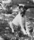 Roxy's Humphrey Bogart CZECZUGA
Przygody Bogusia :]

