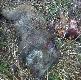 To by�o pami�tne polowanie. Na jednym stanowisku strzeli�em dwa koguty i warchlaka, pud�uj�c przelatka...
