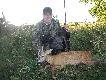 Rogacz taty strzelony z rana.DARZ B�R...